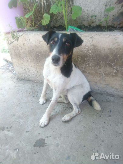 Фокстерьер