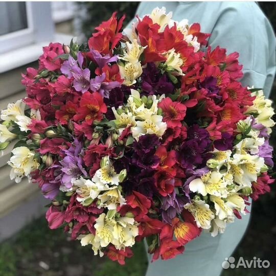 Огромный букет альстремерии 51 шт