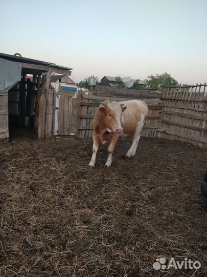 Бык Сементал