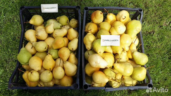 Груша саженцы от производителя