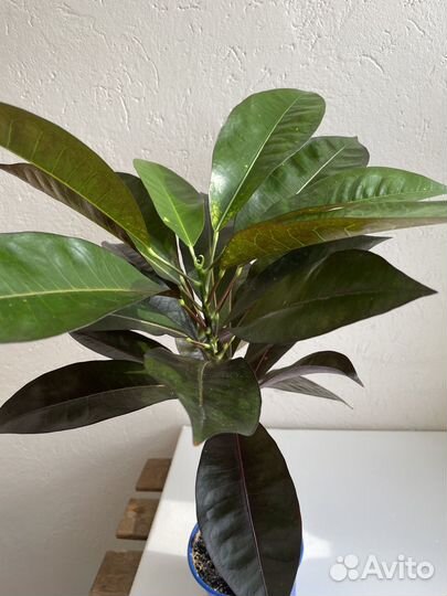 Кротон миссис айстон