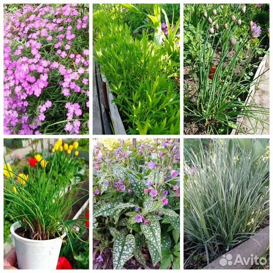 Многолетние садовые растения