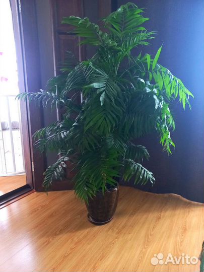 Пальма хамедорея