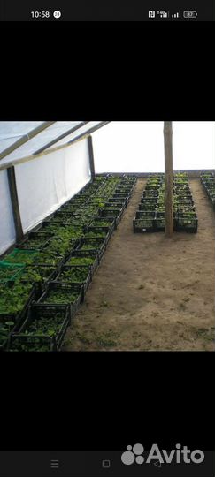 Рассада петунии