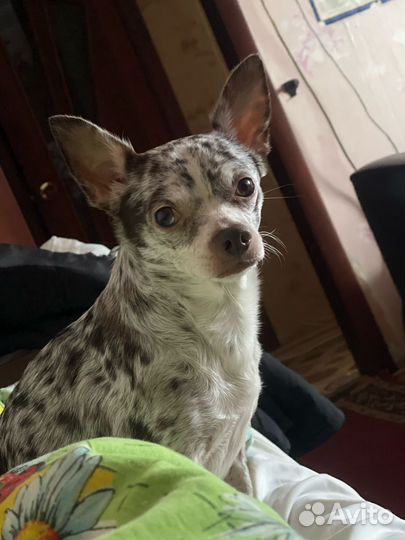 Кобель для вязки чихуахуа