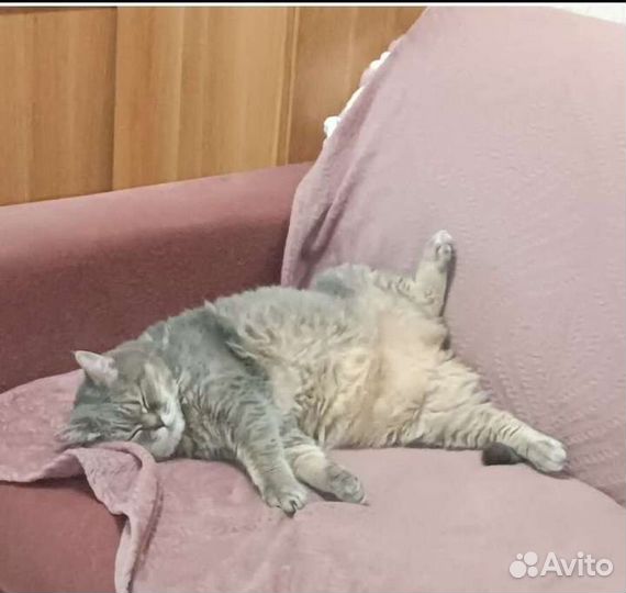 Передержка для домашних животных