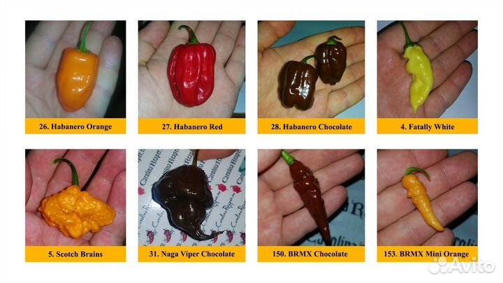 40+ сортов Самого острого чили chili перца в мире