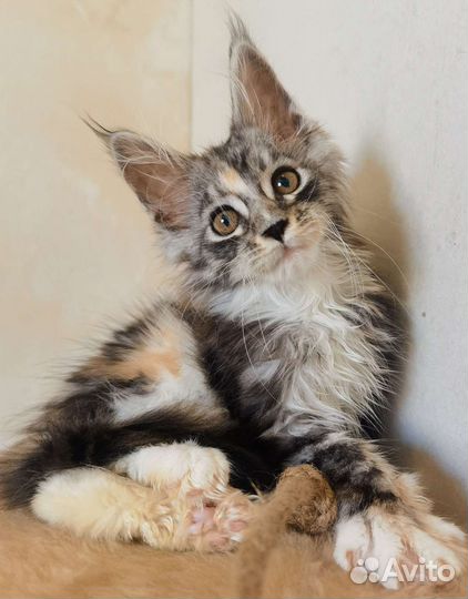 Котята мейн-кун