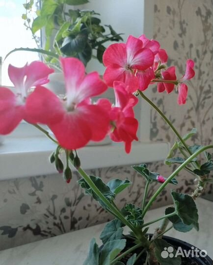 Пеларгония герань
