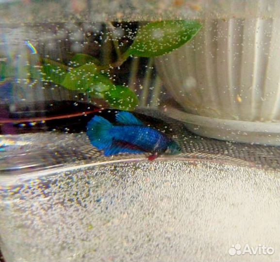 Рыбка петушок