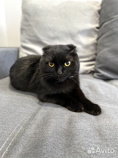 Кошка вислоухая