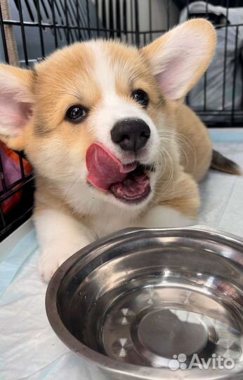 Доставка животных, перевозка животных, зоотакси