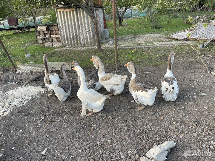 Гуси халмогорские