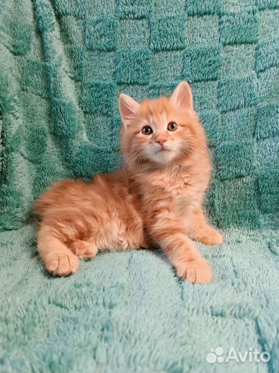Котята курильский бобтейл