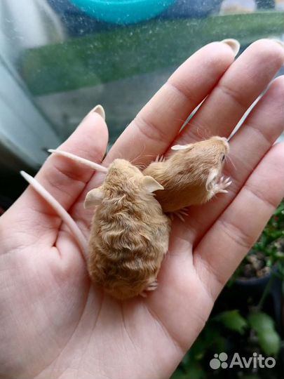 Декоротивные мыши сплешед