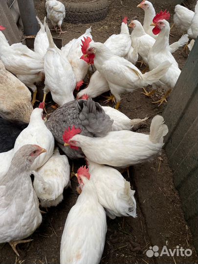 Молодые петушки