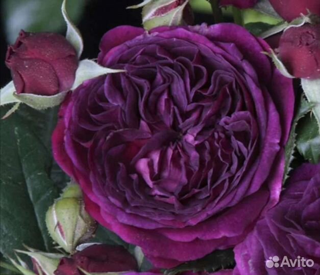 Саженцы роз Перпл Эден, эбб Тайд на весну 2024г