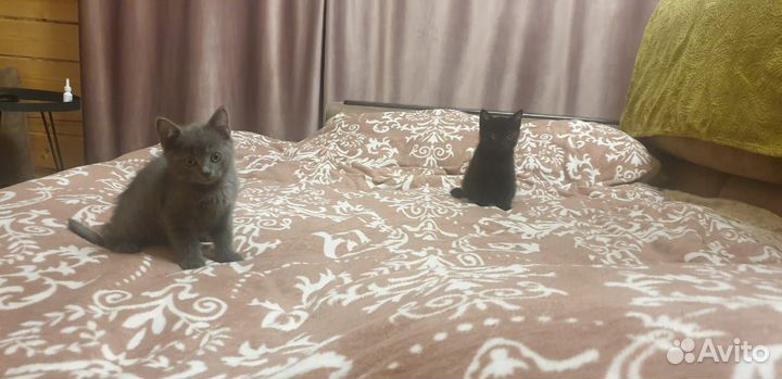 Британские котята