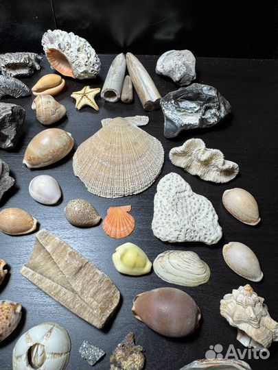 Морские находки