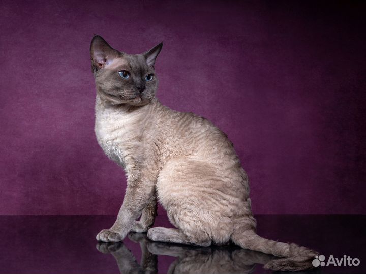 Кот Девон-рекс вязка