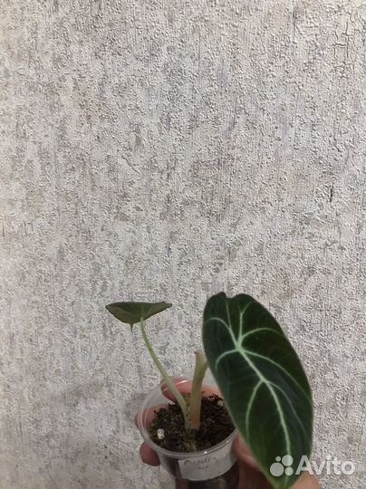 Алоказия Блек Вельвет