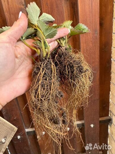 Саженцы клубники