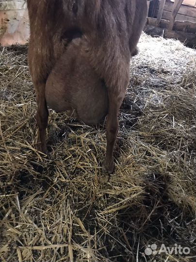 Нубийские козочки