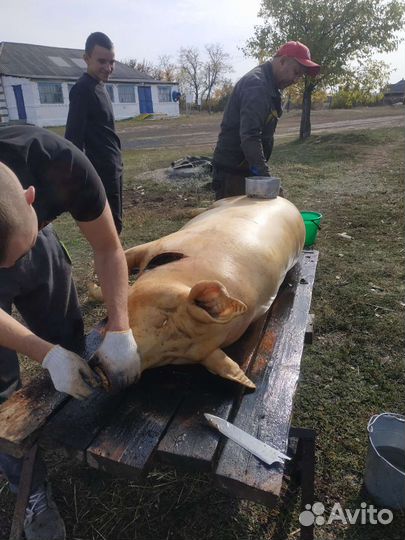 Свинина домашняя