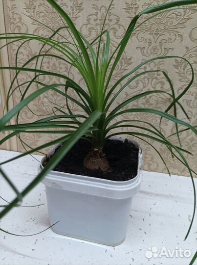 Бокарнея нолина