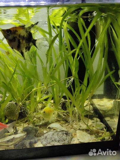 Аквариумное растение. Валлиснерия гигантская