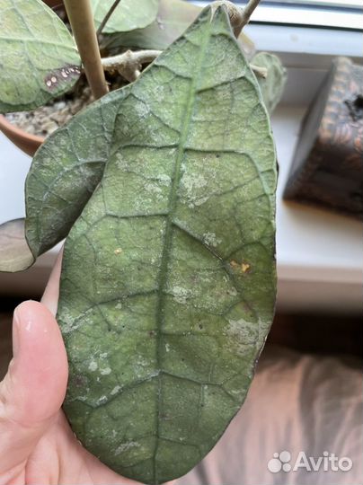 Хойя, хойи на срез