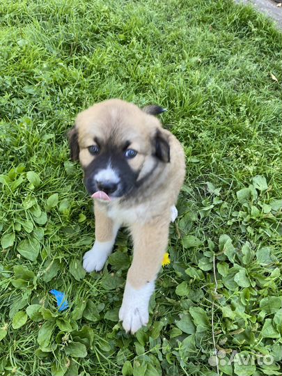 Щенки алабая