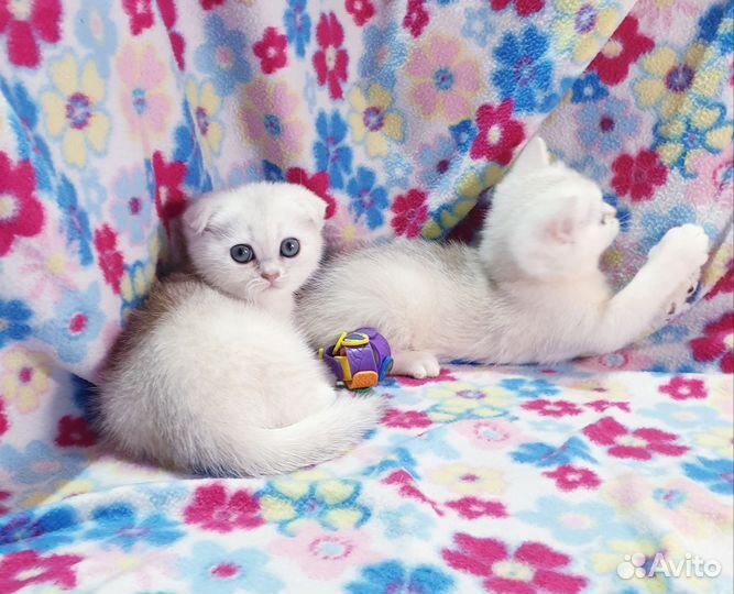 Шиншилла вислоухие и прямоухие котята