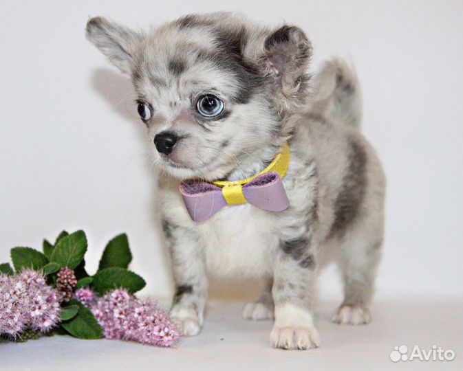 Нарядный пупсик