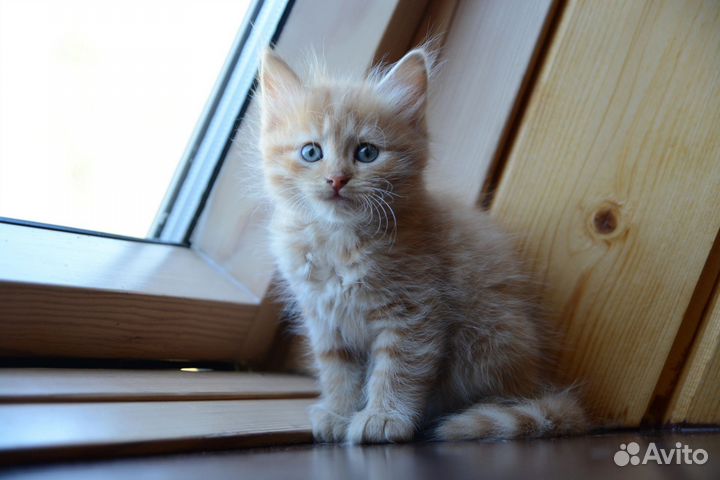 Котята в добрые руки 2 месяца