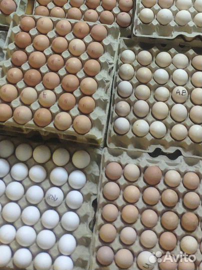 Инкубационное яйцо бройлера, несушек