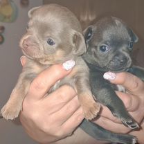 Чихуахуа, щенок