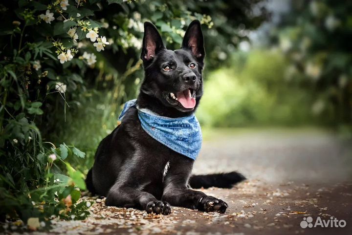 Сириус метис черной овчарки в добрые руки