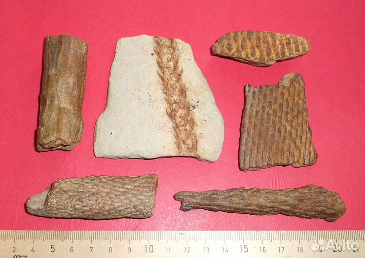 Отпечатки растений. Хвощи. Карбон, 300-350 млн.лет