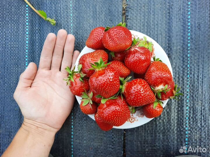 Рассада клубники Клери