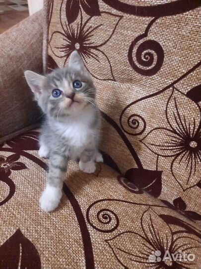 Котенок в добрые руки