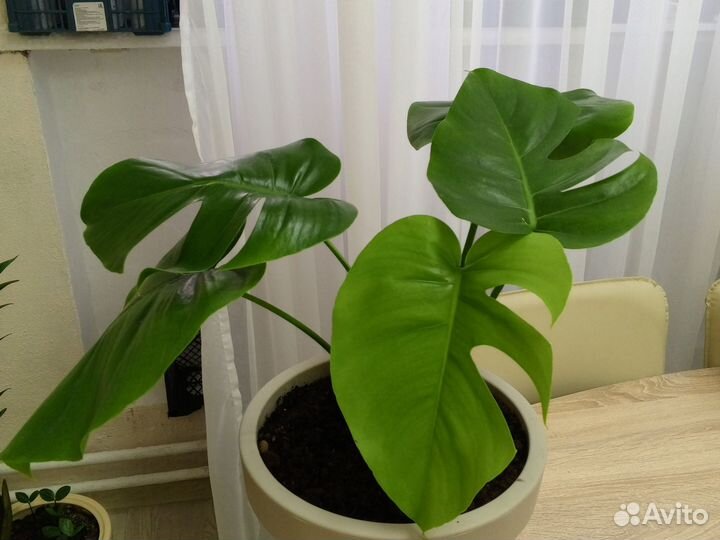 Монстера в напольном 10л горшке