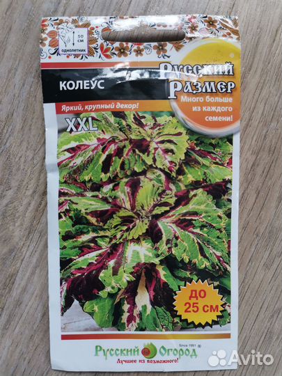 Семена колеус