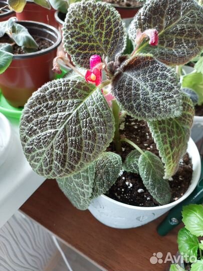 Комнатные,бегония, колерия, педилантус, эписция