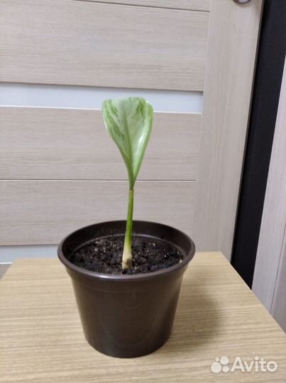 Аглаонема сильвер бей (Silver Bay)