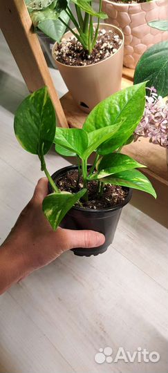 Эпипремнум золотистый