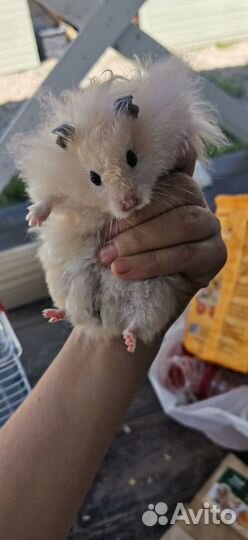 Ангорский хомяк мальчик