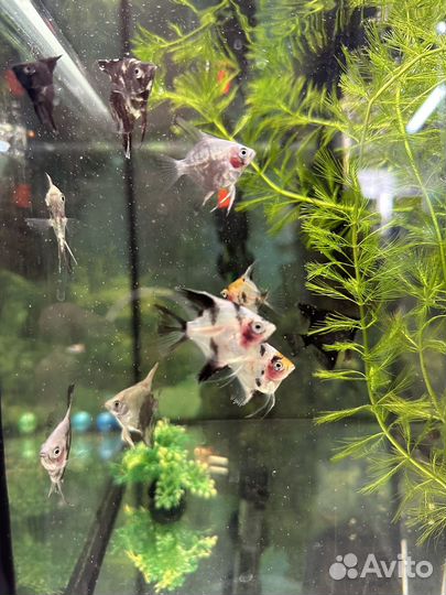 Аквариумные рыбки