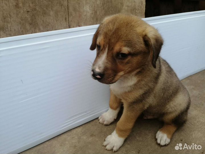 Щенок мальчик