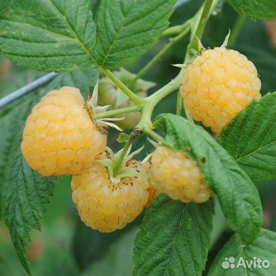 Саженцы малины